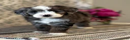 Mini Sheepadoodle dogs for sale: Lexi   - Ad 6