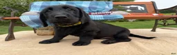 Mixed Breed dogs for sale: O’Henry (Boy) - Ad 6