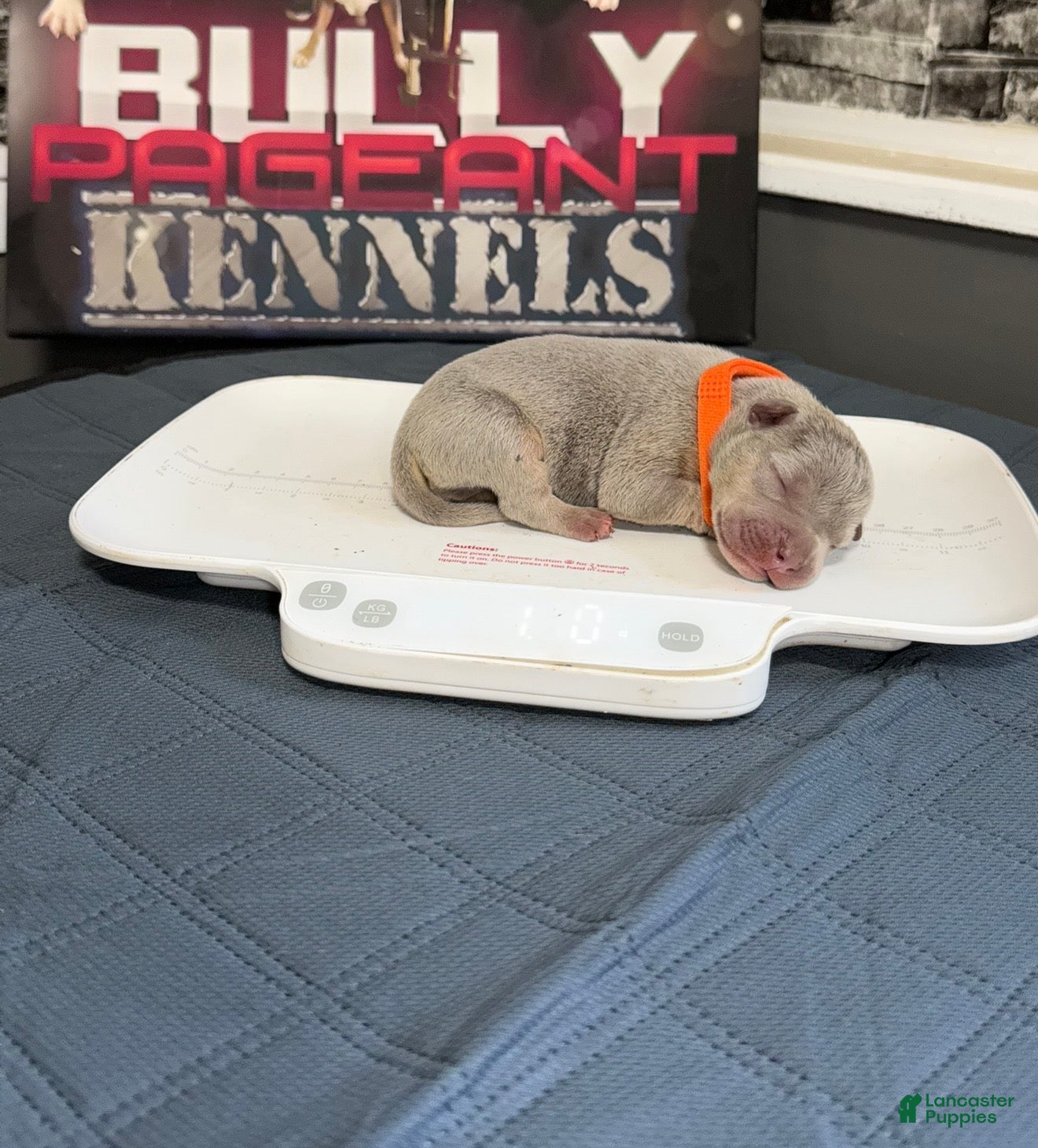 American Bully dogs Bron - Ad 1