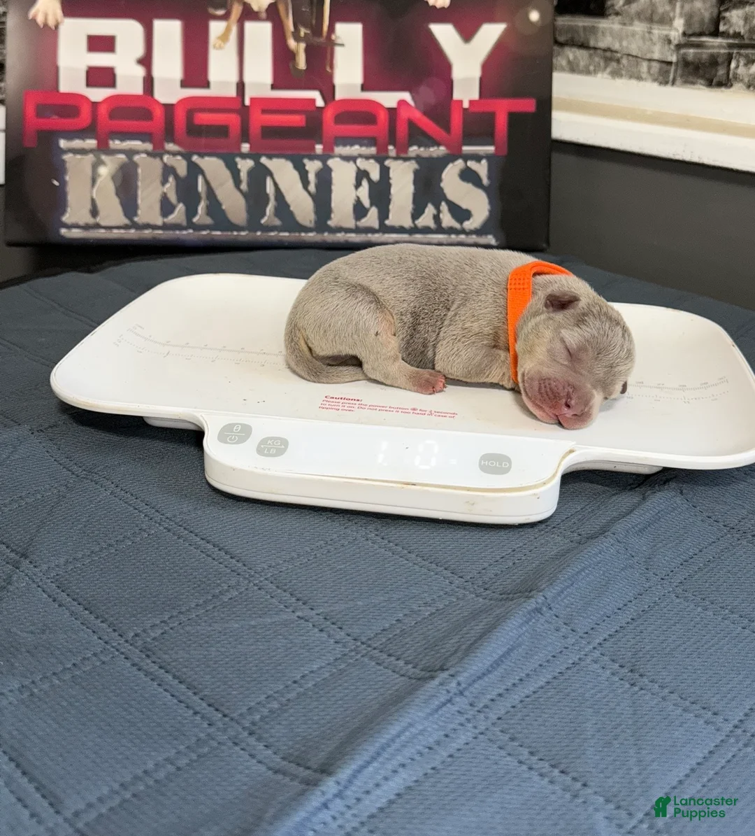 American Bully dogs for sale: Bron - Ad 1