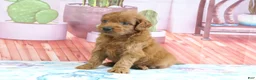 Mini Goldendoodle dogs for sale: Phoenix - Ad 1