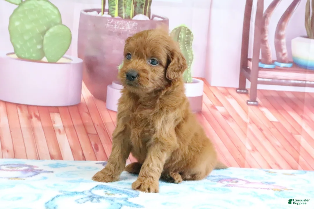 Mini Goldendoodle dogs for sale: Phoenix - Ad 1