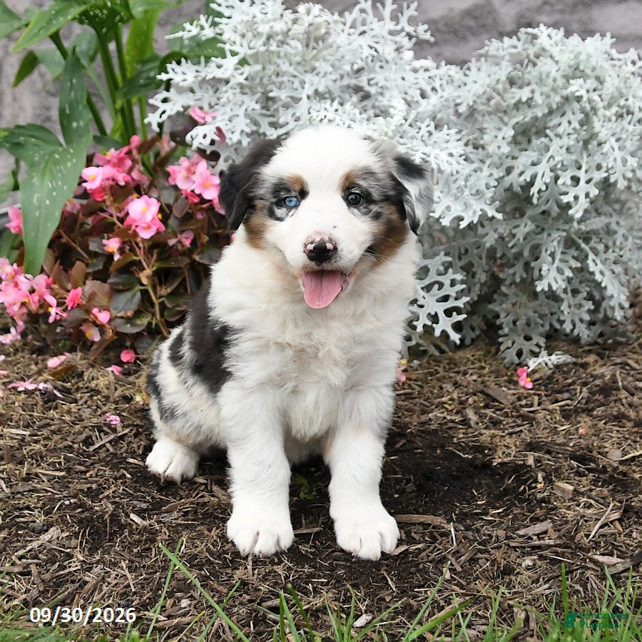 Australian Shepherd dogs Lucky - Ad 1