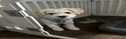 Mixed Breed dogs for sale: Cashew - Ad 2