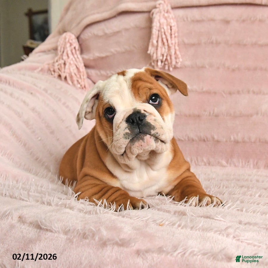 English Bulldog dogs Beatrice - Ad 2