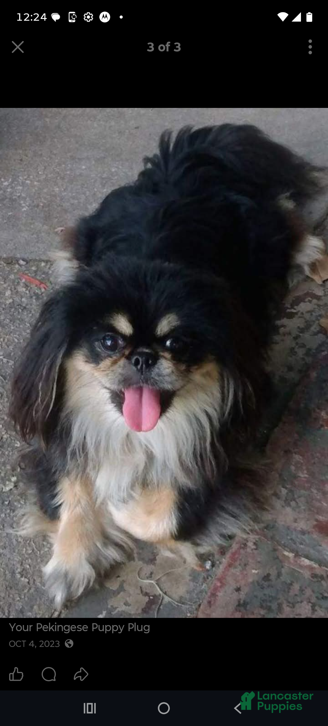 Pekingese dogs for sale: Wonder - Ad 7