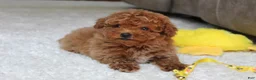 Toy Poodle dogs for sale: Tucker - Ad 3