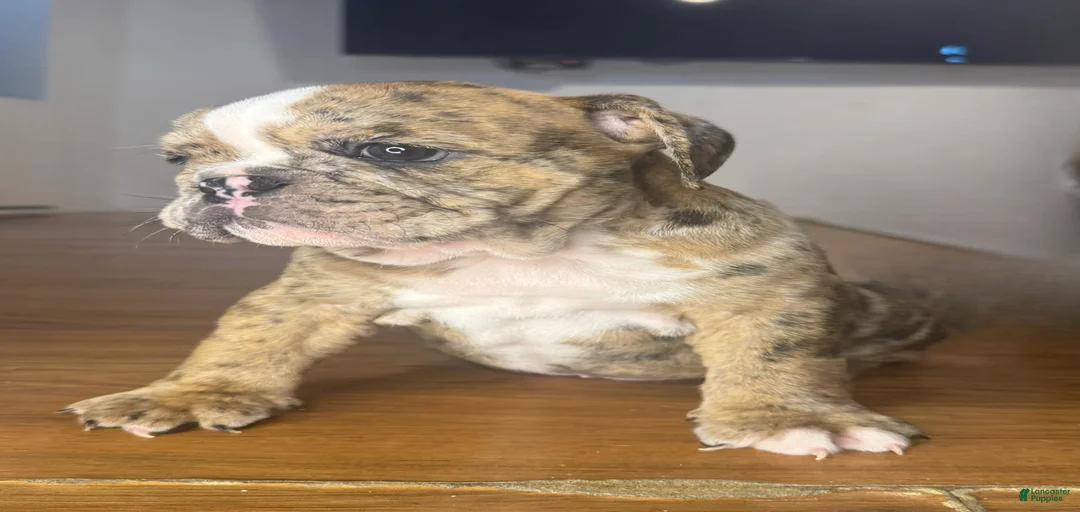 Gallery Image {{count}}