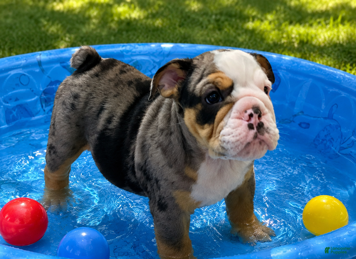 English Bulldog dogs Jaxon - Ad 2