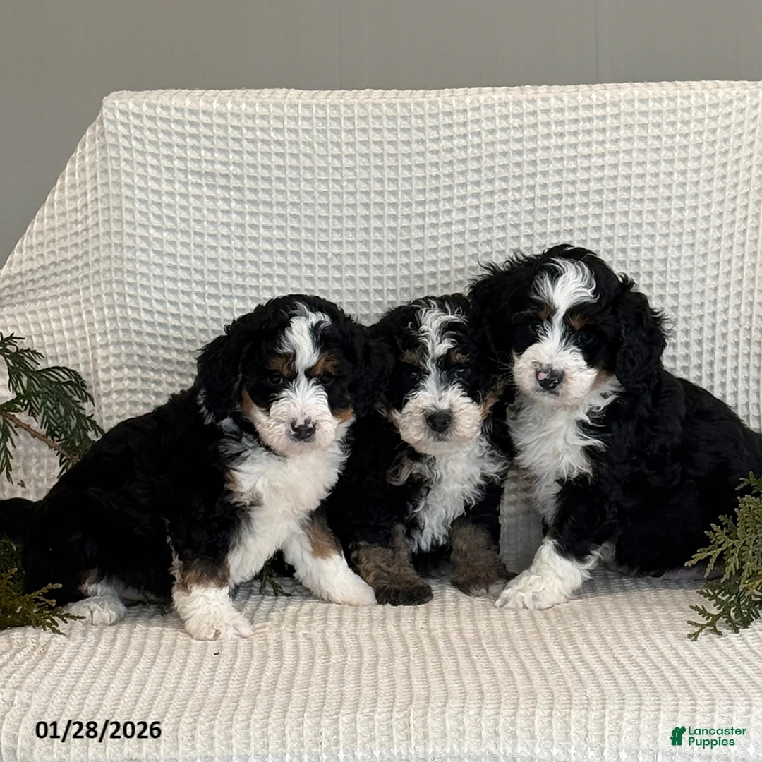 Mini Bernedoodle dogs for sale: Cody - Ad 4