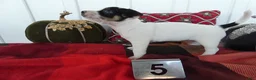Chihuahua dogs for sale: Chihuahua 5 Shiela - Ad 3