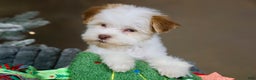 Havanese dogs for sale: Eggnog - Ad 2