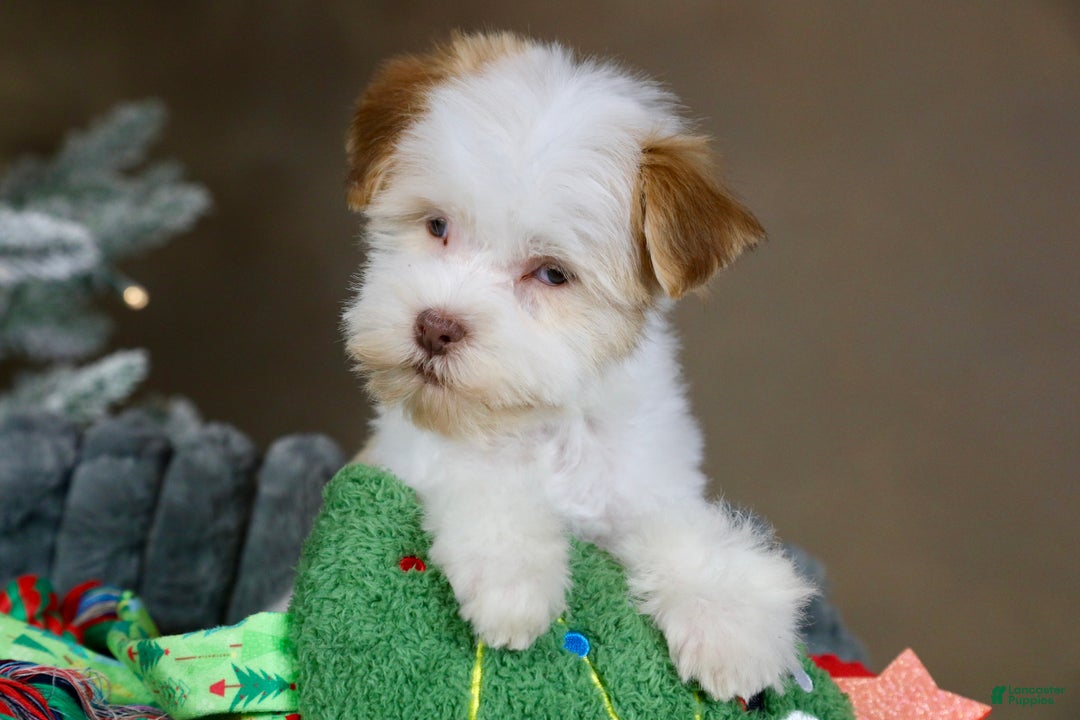 Havanese dogs for sale: Eggnog - Ad 2