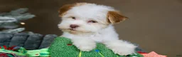 Havanese dogs for sale: Eggnog - Ad 10