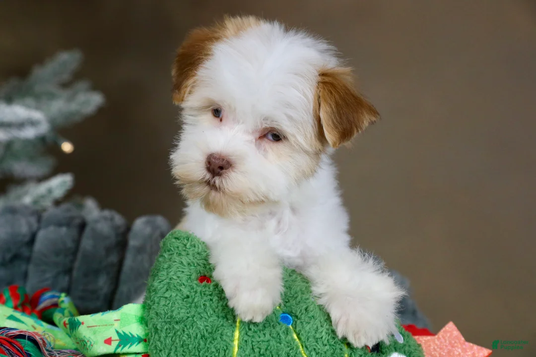 Havanese dogs for sale: Eggnog - Ad 10