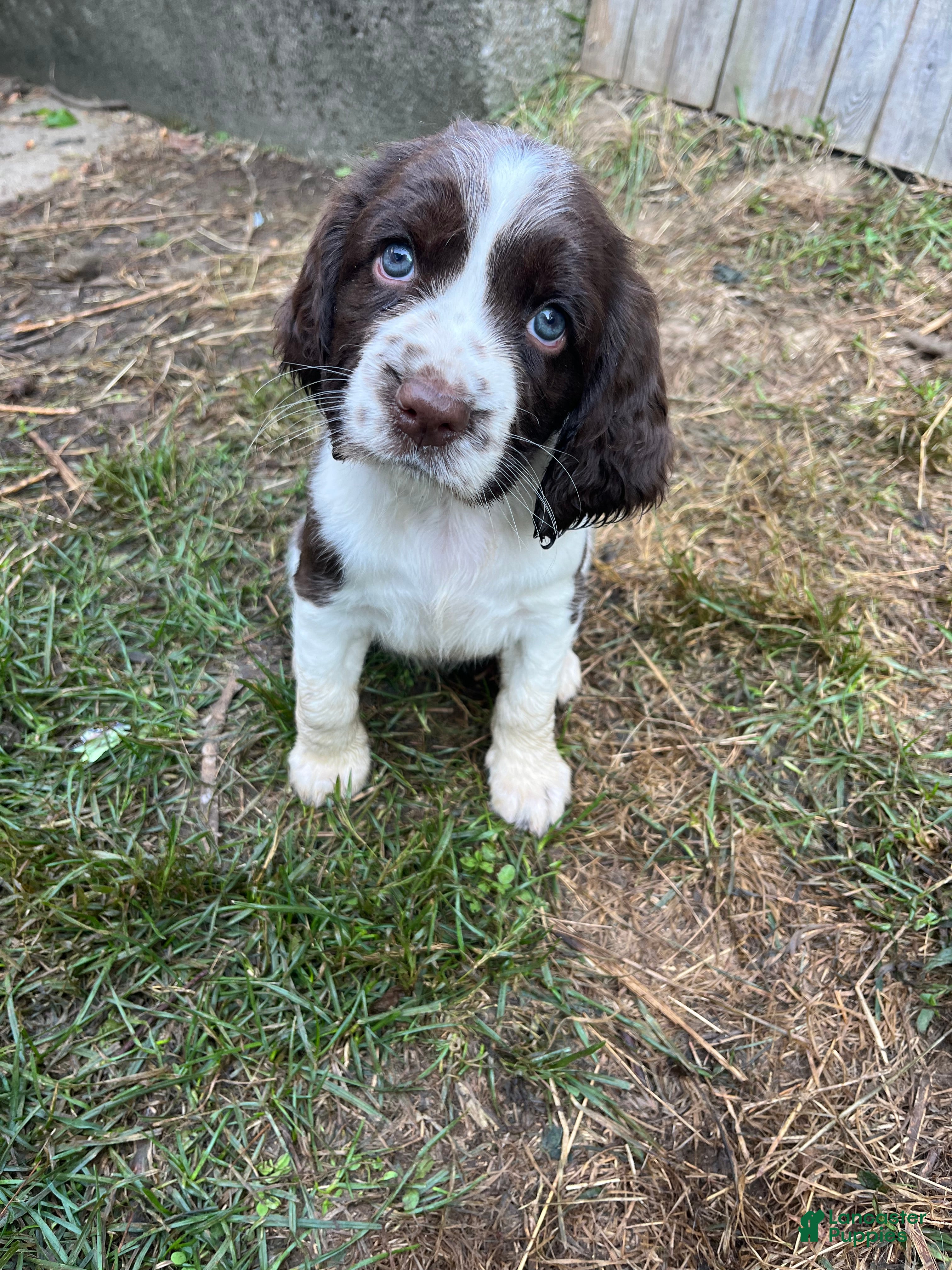 English Springer Spaniel dogs English Springer Spaniel 4 - Ad 1
