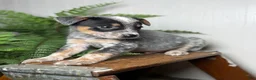 Australian Cattle Dog dogs for sale: Rogue - Ad 6