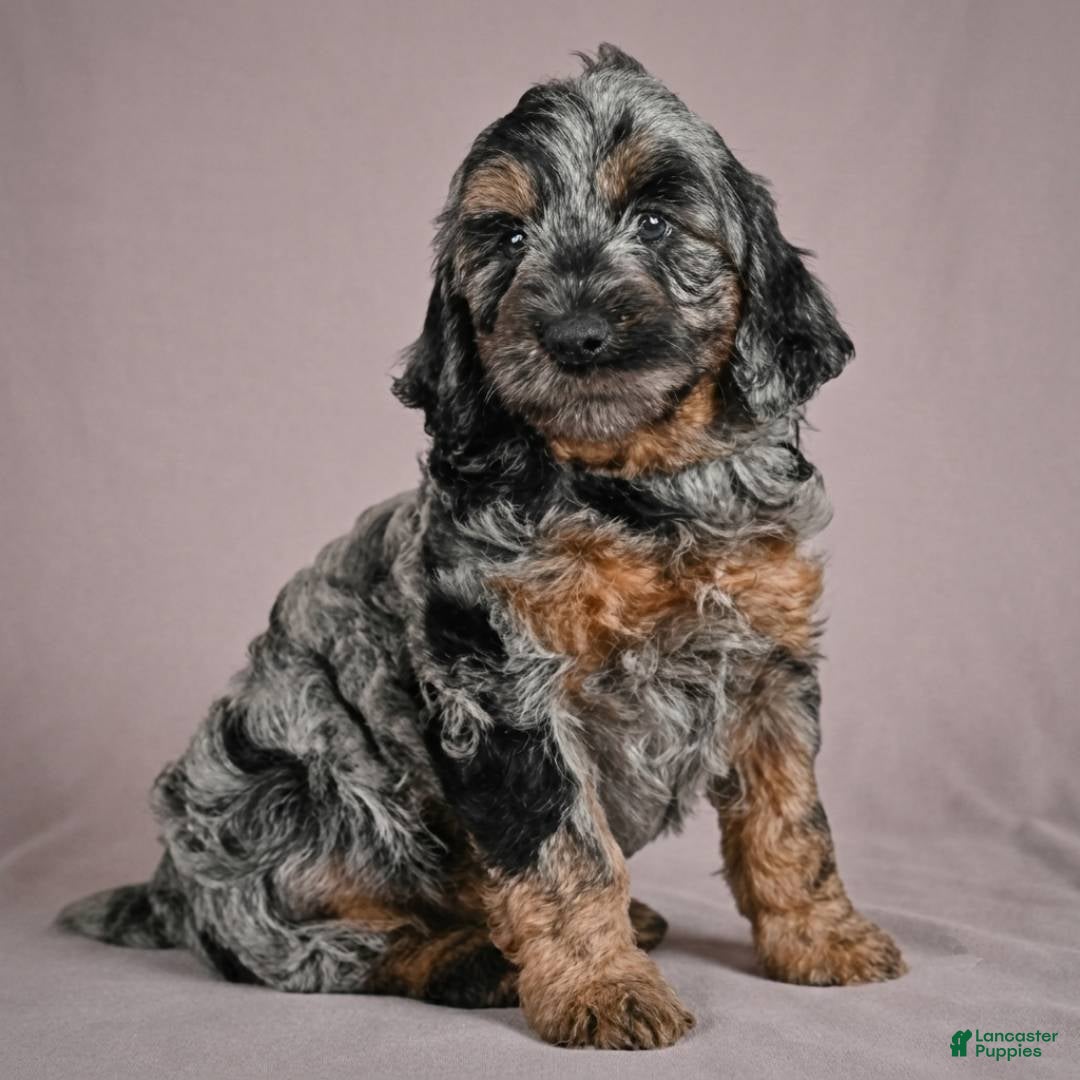 Cockapoo dogs Arnold - Ad 1