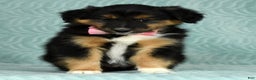 Australian Shepherd dogs for sale: Nellie - Ad 3