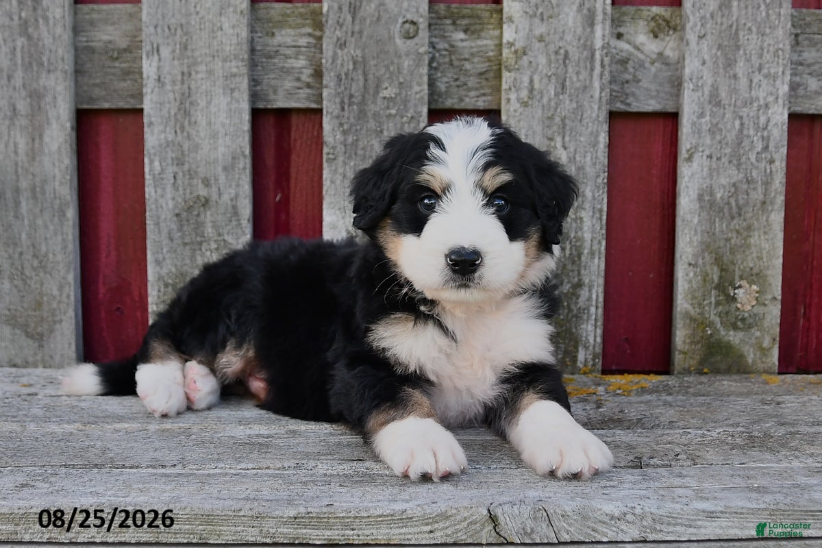 Bernedoodle dogs Theo - Ad 1