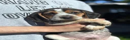 Beagle dogs for sale: Jax jr - Ad 8