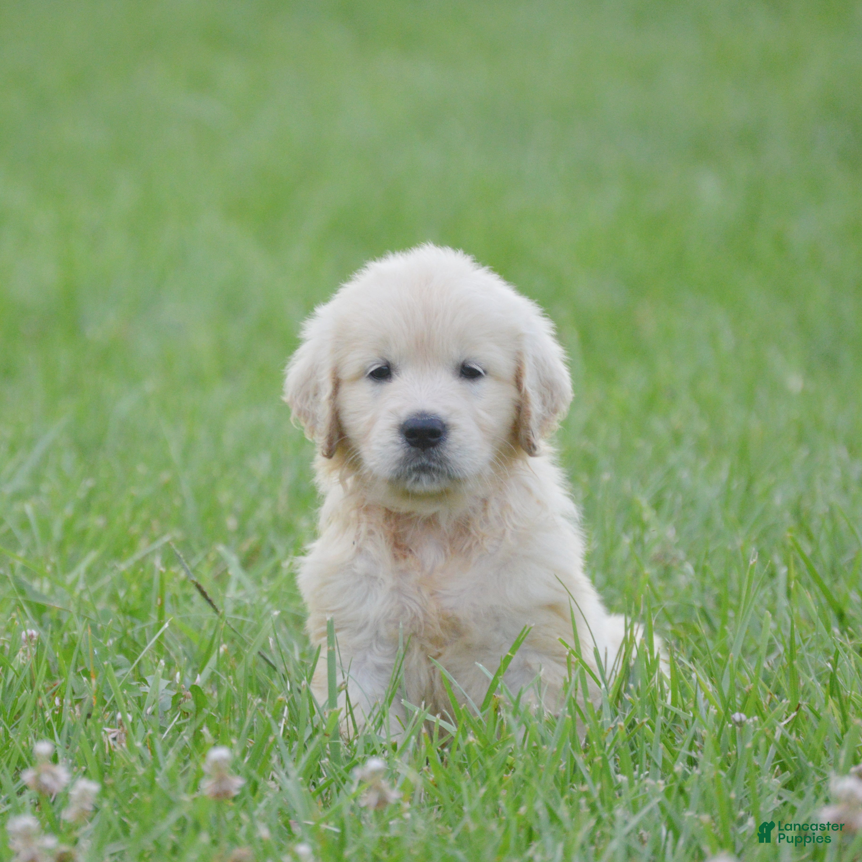 Golden Retriever dogs Bailey - Ad 1