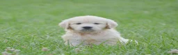 Golden Retriever dogs for sale: FULL AKC Miss Bailey is READY NOW! - Ad 1