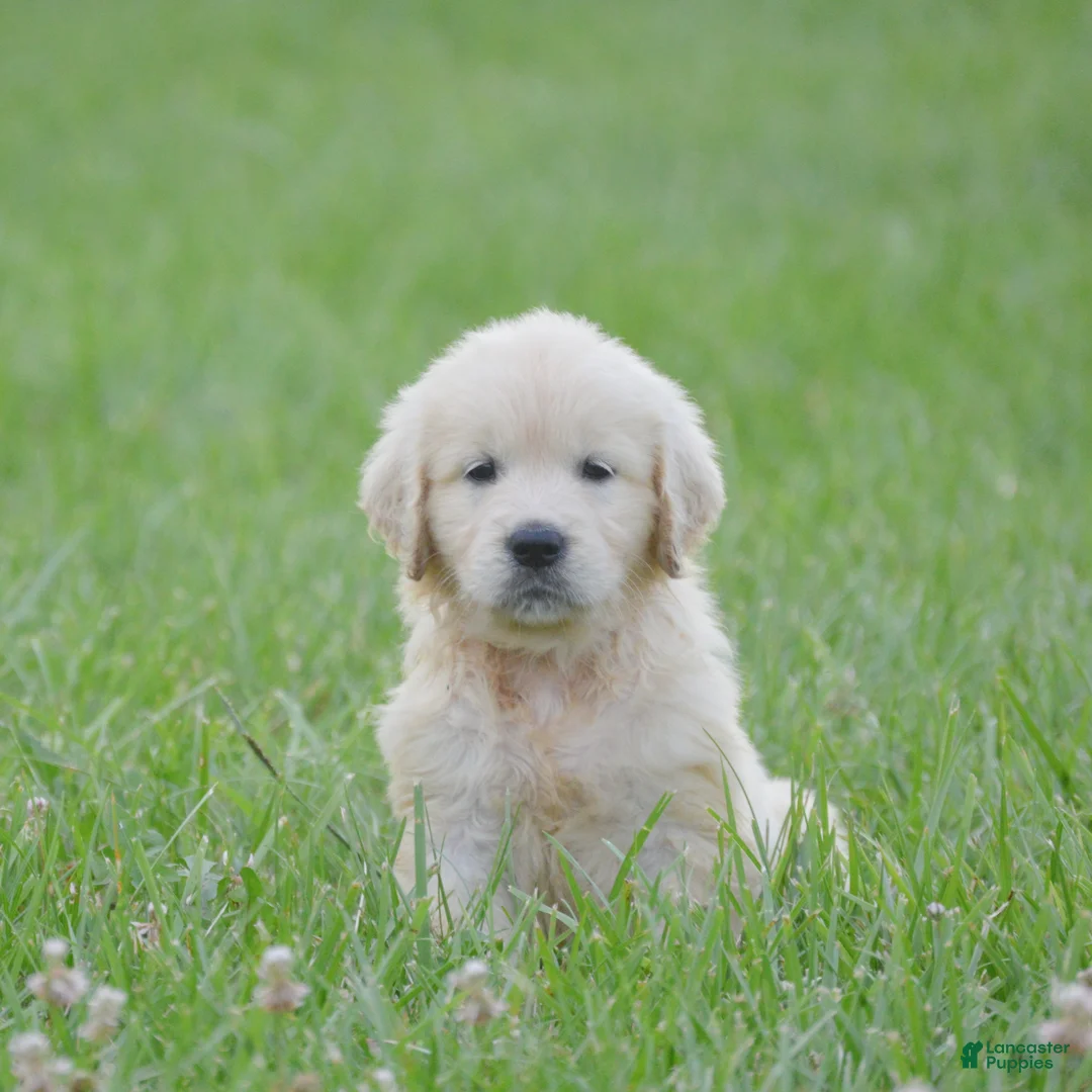 Golden Retriever dogs for sale: FULL AKC Miss Bailey is READY NOW! - Ad 1