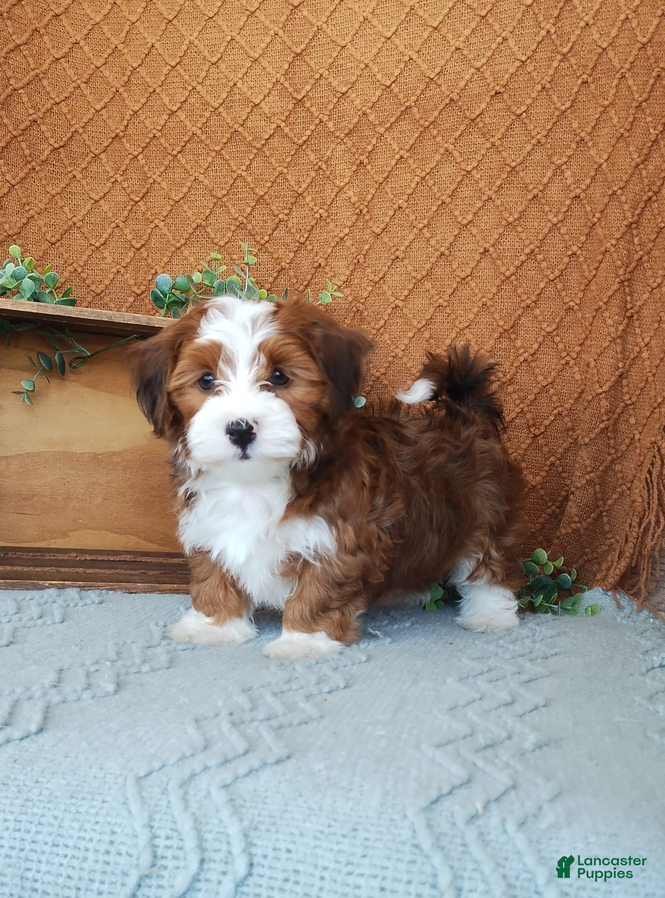 Havanese dogs Kyle  - Ad 20