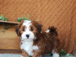 Havanese dogs Kyle - Ad 21
