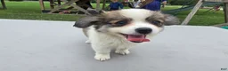 Pomchi dogs for sale: Brandy - Ad 10