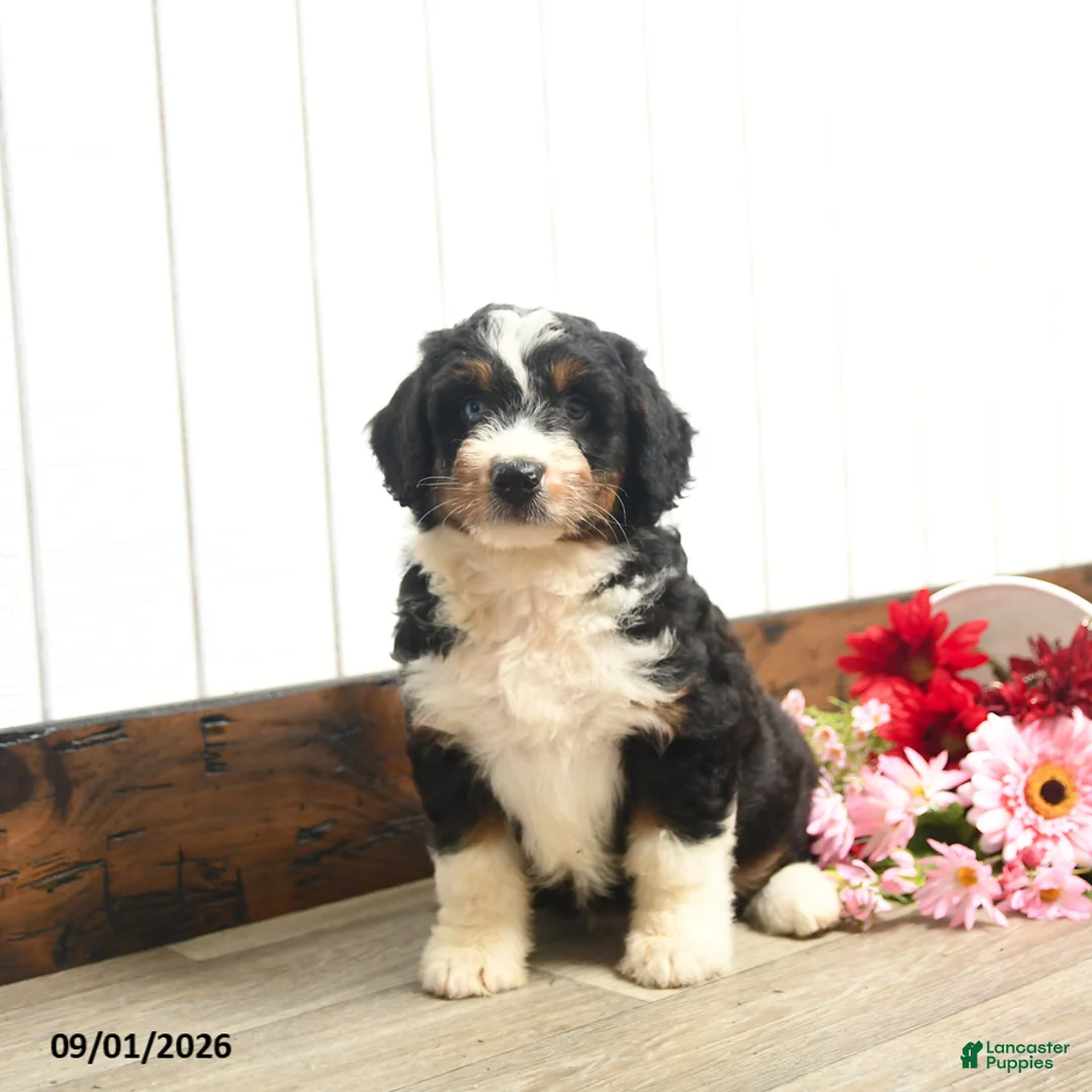 Aussiedoodle dogs for sale: Quest  - Ad 3