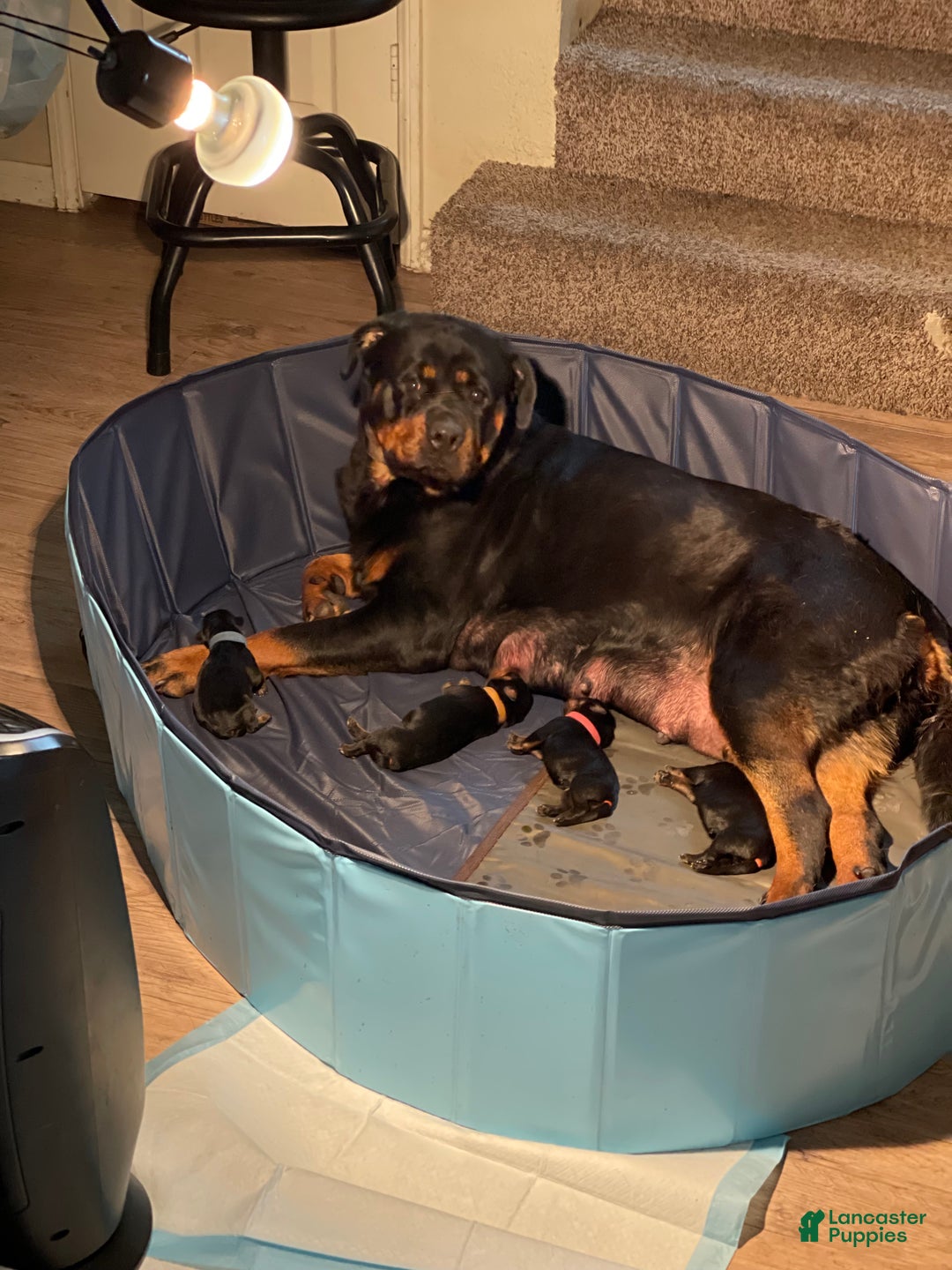 Rottweiler dogs for sale: 5th Pick Female - Ad 4