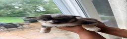 Mixed Breed dogs for sale: Brookie - Ad 4