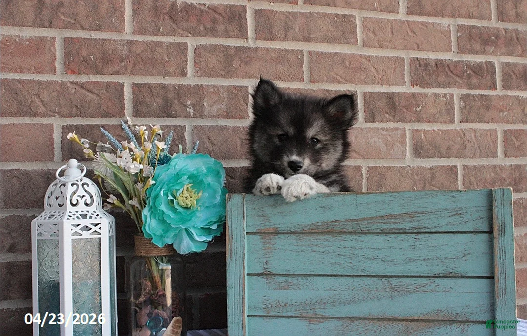 Pomsky dogs for sale: Patrick - Ad 5