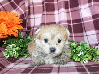 Morkie dogs Smurf - Ad 39