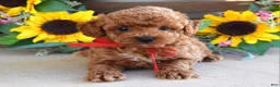 Toy Poodle dogs for sale: Preston - Ad 7