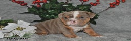 English Bulldog dogs for sale: Suntastic - Ad 2