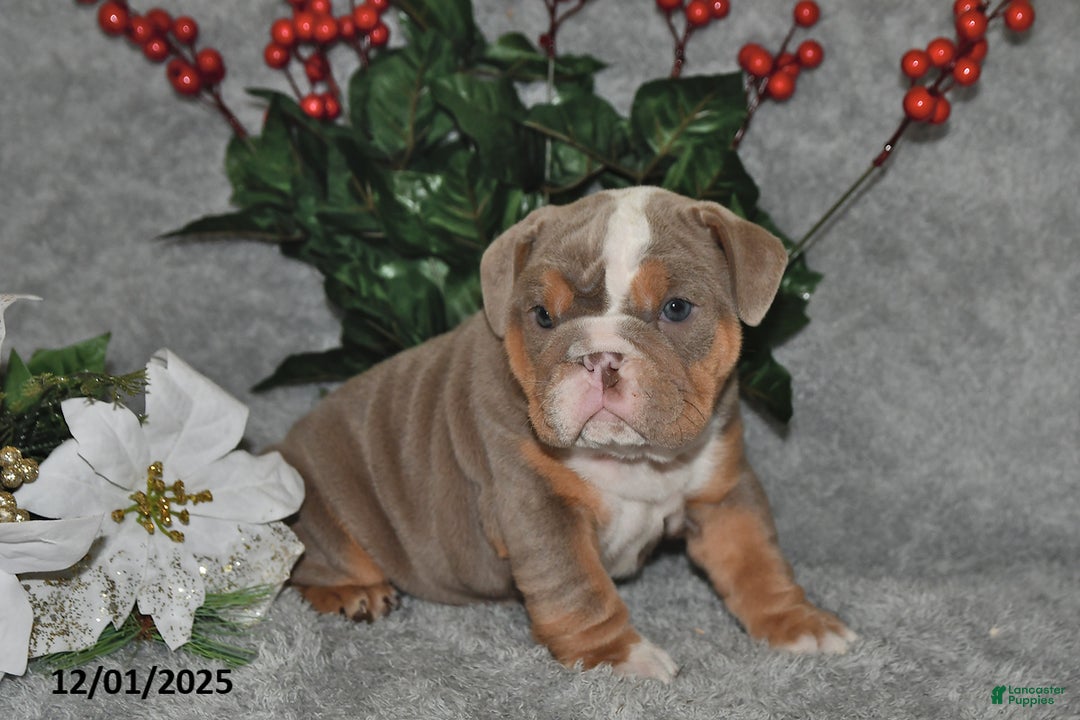 English Bulldog dogs for sale: Suntastic - Ad 2