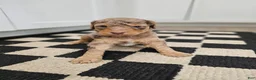 Standard Poodle dogs for sale: Elfie - Ad 2