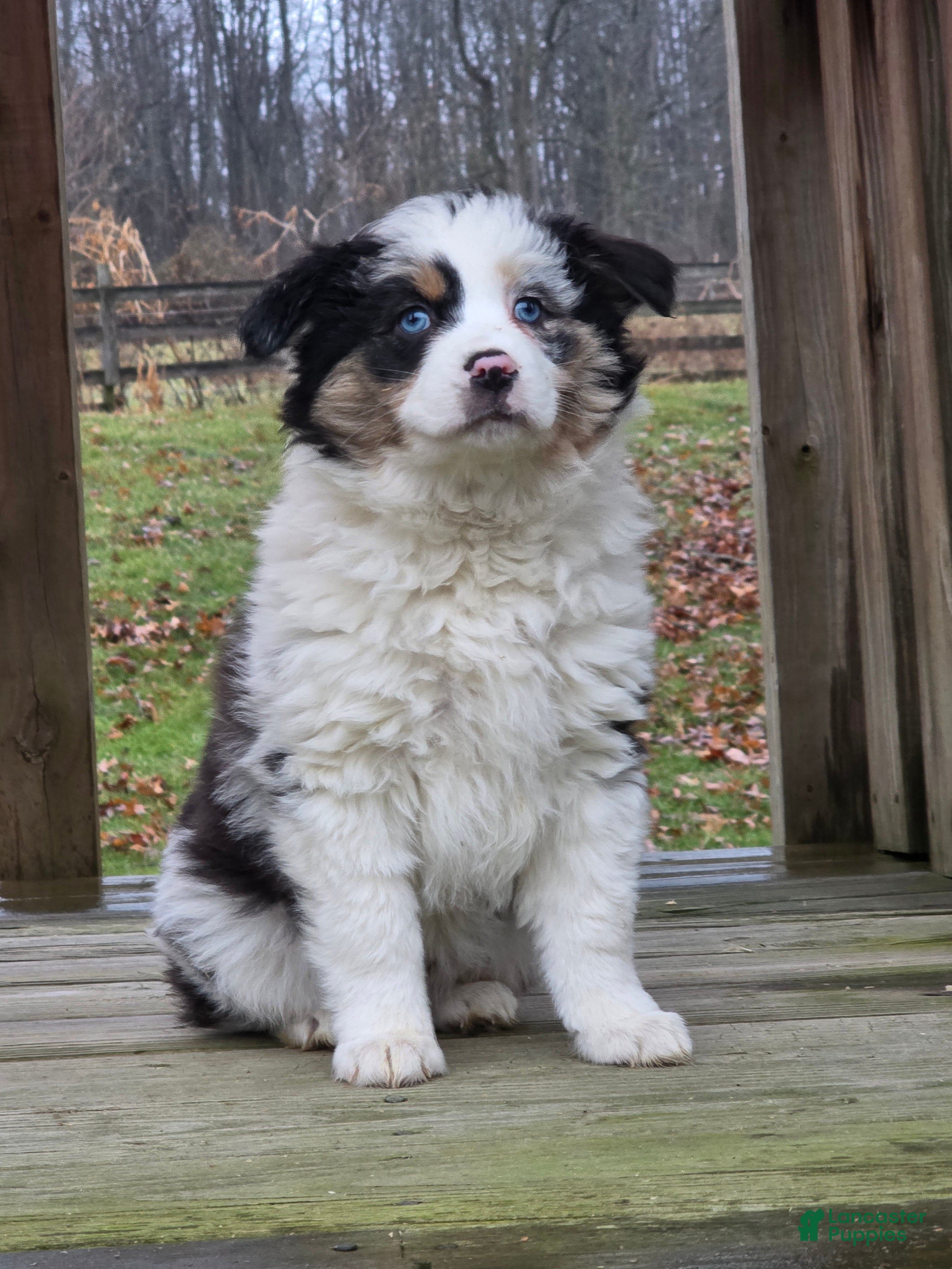 Australian Shepherd dogs Zoey - Ad 8
