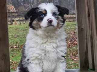 Australian Shepherd dogs Zoey - Ad 8