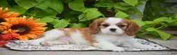 Cavalier King Charles Spaniel dogs for sale: Teddy - Ad 4