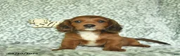Doxiepoo dogs for sale: Josiah  - Ad 3