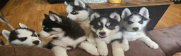 Siberian Husky dogs for sale: Storm - Ad 3
