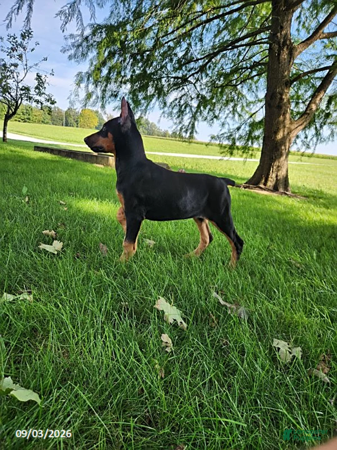 Doberman Pinscher dogs for sale: Kingston - Ad 8