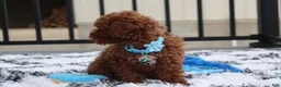 Toy Poodle dogs for sale: Abaro - Ad 5
