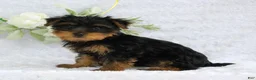 Yorkshire Terrier dogs for sale: Benny - Ad 6