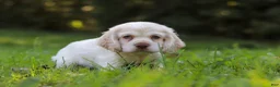 Cocker Spaniel dogs for sale: Benji - Ad 4