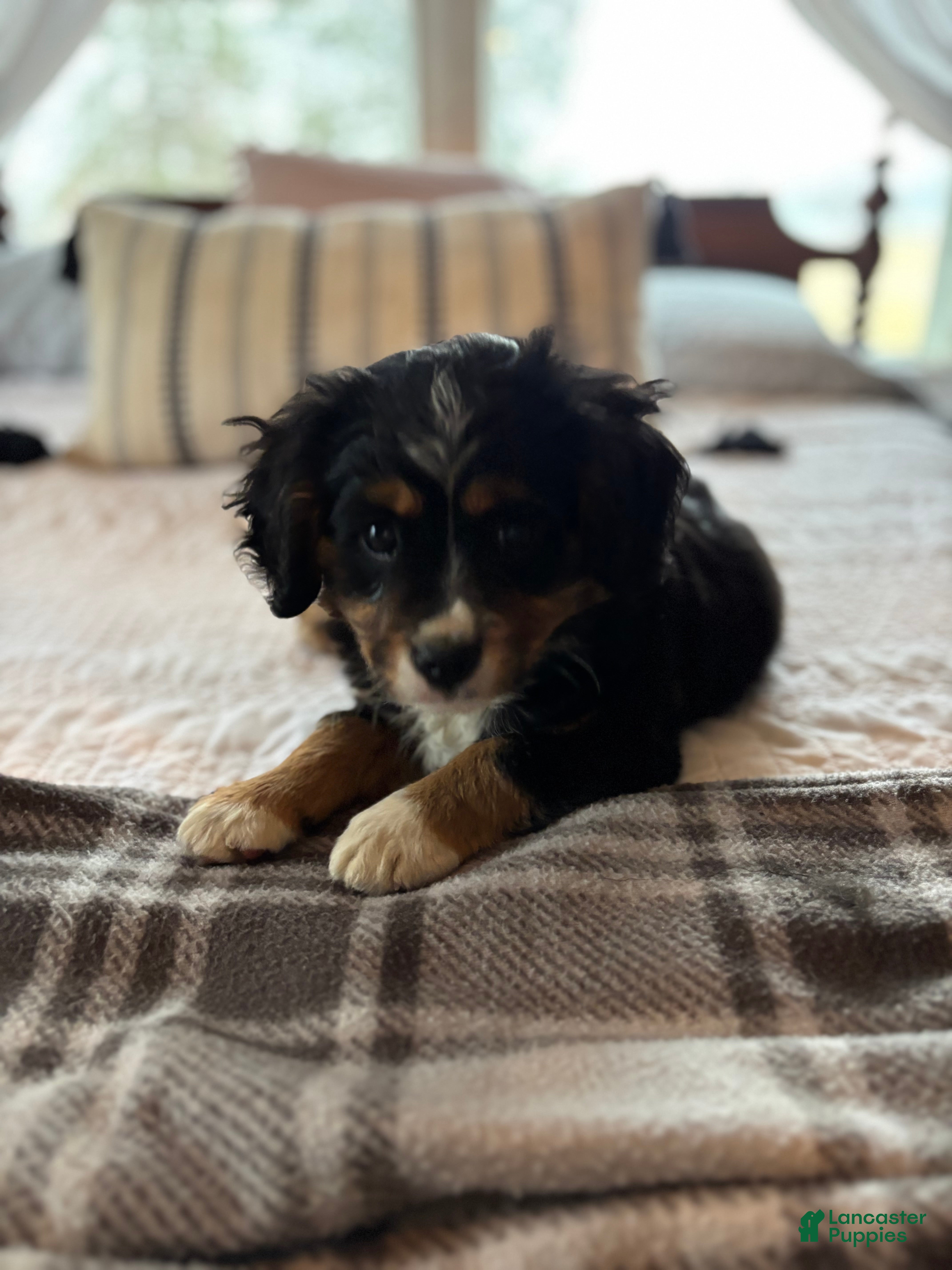 Miniature Bernese Mountain Dog dogs Tank - Ad 2